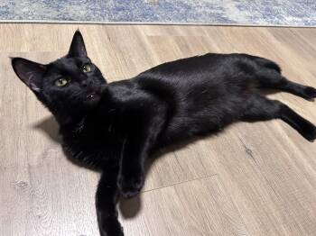Domestic Short Hair Cats Available for Adoption in Barrière, British Columbia - Tallulah | PetCurious
