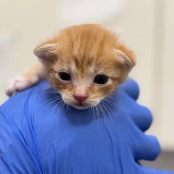 Domestic Short Hair Cats Available for Adoption in Auburn, Alabama - Candy | PetCurious