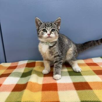 Rescue Domestic Short Hair Cats for Adoption in Evansville, Indiana - Satsuma | PetCurious