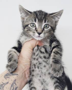 Butter is soooo beautiful -  Tabby and British Shorthair Cat for Adoption in Bedford Hills, New York - Butter Is Soooo Beautiful | PetCurious