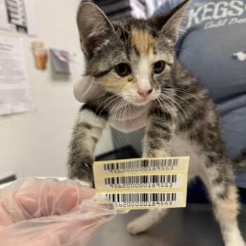 Daffy -  Domestic Medium Hair Cat for Adoption in Charleston, West Virginia - Daffy | PetCurious