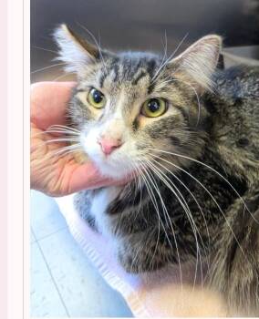 Domestic Medium Hair Cats Available for Adoption in Metamora, Illinois - Parker-Q | PetCurious