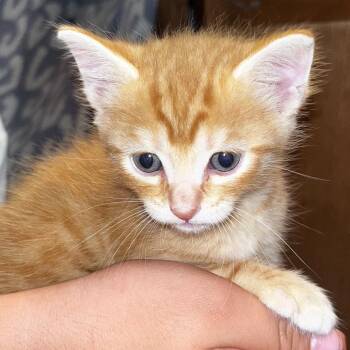 Domestic Short Hair Cats Available for Adoption in Boerne, Texas - Drywall Carpenter | PetCurious