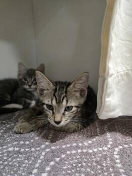 Instagram -  Domestic Short Hair Cat for Adoption in Savannah, Georgia - Instagram | PetCurious