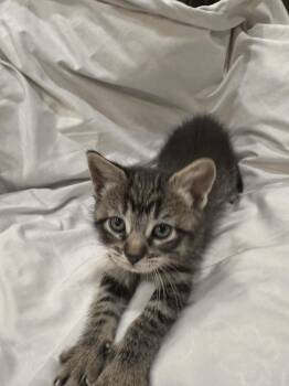 Tabby Cats Available for Adoption in Bayonne, New Jersey - Bubbles | PetCurious