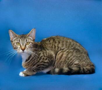 Domestic Short Hair Cats Available for Adoption in Pasadena, California - AURELIA | PetCurious