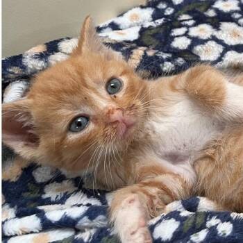 Domestic Short Hair Cats Available for Adoption in Brevard, North Carolina - Jack | PetCurious