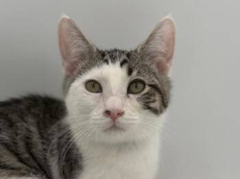 Mink -  Domestic Short Hair Cat for Adoption in Portland, Oregon - Mink | PetCurious