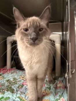 BUNNY -  Siamese Cat for Adoption in Wyandotte, Michigan - BUNNY | PetCurious