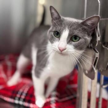 Autumn (26-10056) -  Domestic Short Hair Cat for Adoption in Fort Smith, Arkansas - Autumn (26-10056) | PetCurious