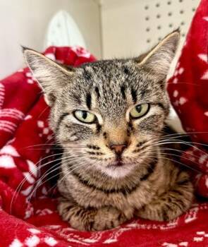 Domestic Short Hair Cats Available for Adoption in Fernandina Beach, Florida - DORY | PetCurious