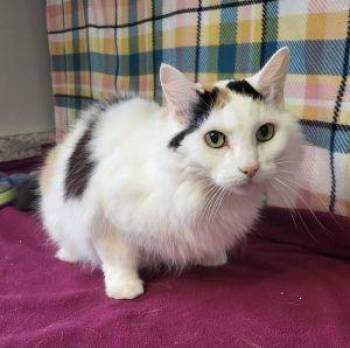 Kitty Cat -  Domestic Long Hair Cat for Adoption in Bucyrus, Ohio - Kitty Cat | PetCurious