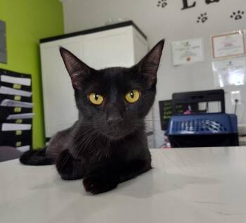 Arcana -  Domestic Short Hair Cat for Adoption in Cleveland, Tennessee - Arcana | PetCurious