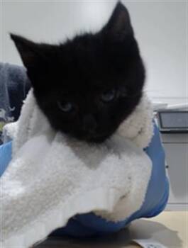 ROSALIA -  Domestic Short Hair Cat for Adoption in San Francisco, California - ROSALIA | PetCurious