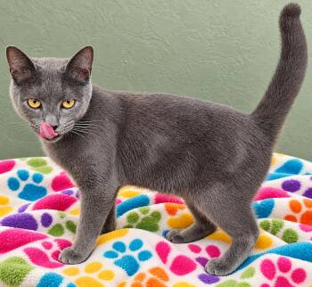 BEAR BEAR #2026 - Offered by Owner - Small Adult -  Domestic Short Hair Cat for Adoption in Hillsboro, Oregon - BEAR BEAR #2026 - Offered By Owner - Small Adult | PetCurious
