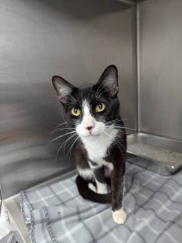 Domestic Short Hair Cats Available for Adoption in Hartsville, South Carolina - Linguini | PetCurious