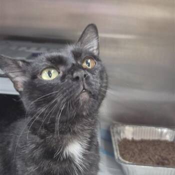 Reverie -  Domestic Short Hair Cat for Adoption in Salt Lake City, Utah - Reverie | PetCurious