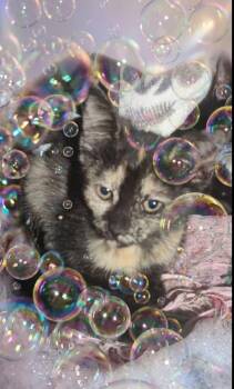 Evie -  Domestic Short Hair Cat for Adoption in East Brunswick, New Jersey - Evie | PetCurious
