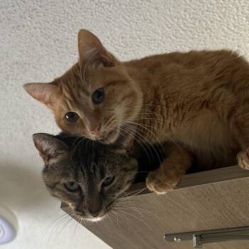 Domestic Short Hair Cats Available for Adoption - Vienna & Prague | PetCurious