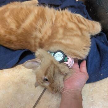 Domestic Medium Hair Cats Available for Adoption in Long Beach, California - Cinnamon Toast Crunch | PetCurious