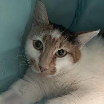 Domestic Short Hair Cats Available for Adoption - Bernadette New Mexico | PetCurious