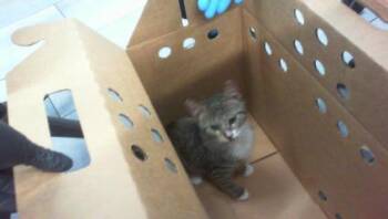 KITTIE -  Domestic Short Hair Cat for Adoption in Charlotte, North Carolina - KITTIE | PetCurious