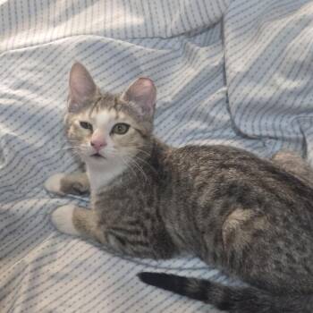 Thing 1 -  Domestic Short Hair Cat for Adoption in Grantsville, Utah - Thing 1 | PetCurious