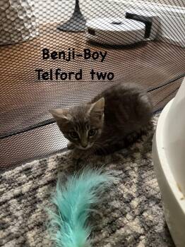 Benji (The Telford Two) -  Domestic Short Hair Cat for Adoption in Telford, Pennsylvania - Benji (The Telford Two) | PetCurious