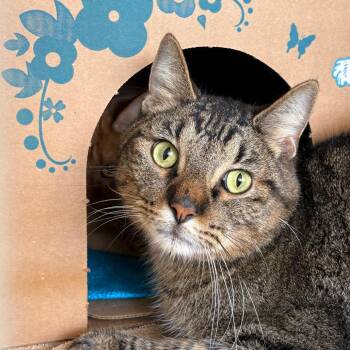 Domestic Short Hair Cats Available for Adoption in West Olive, Michigan - Mickey | PetCurious