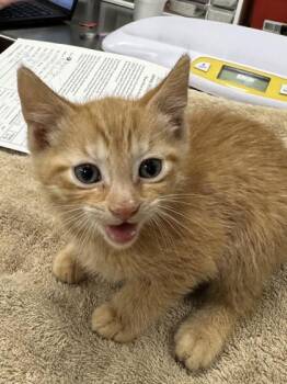 Bomb Pop -  Domestic Short Hair Cat for Adoption in Fishers, Indiana - Bomb Pop | PetCurious