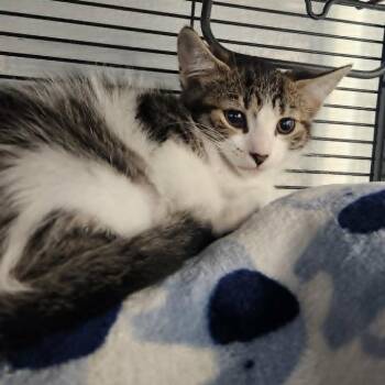 Dandelion -  Domestic Medium Hair Cat for Adoption in Hampton Bays, New York - Dandelion | PetCurious