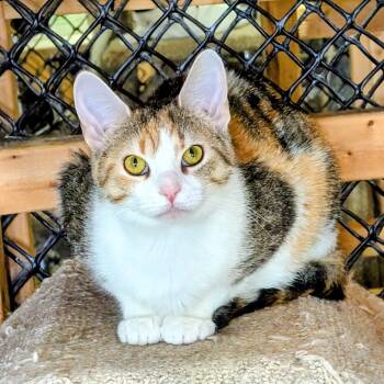 WELLDA -  Calico Cat for Adoption in Delhi, Ontario - WELLDA | PetCurious