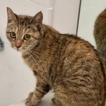 Domestic Short Hair Cats Available for Adoption in Los Angeles, California - Gertie | PetCurious