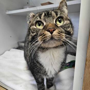 Domestic Short Hair Cats Available for Adoption - Fredrica | PetCurious