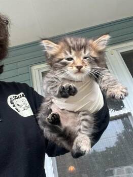 Domestic Long Hair Cats Available for Adoption in Fort Walton Beach, Florida - FIGARO | PetCurious