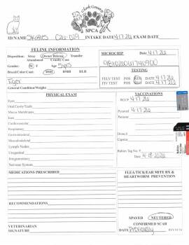 Domestic Short Hair Cats Available for Adoption in Springfield, Ohio - Skittles | PetCurious