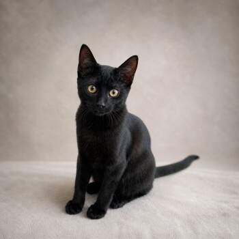 Domestic Short Hair Cats Available for Adoption in Miami, Florida - Hulu | PetCurious
