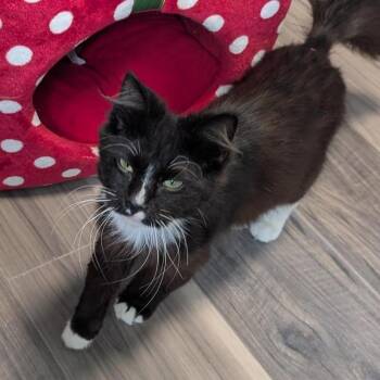 Coca-Cola -  Domestic Long Hair Cat for Adoption in Freeport, Florida - Coca-Cola | PetCurious