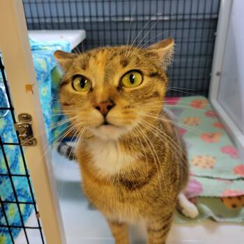 Rescue Domestic Short Hair Cats for Adoption in Ruckersville, Virginia - Maddie | PetCurious