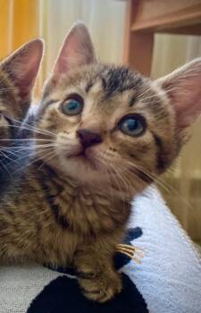 Tres -  Domestic Short Hair Cat for Adoption in Pomona, New York - Tres | PetCurious