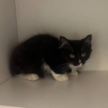 King "Edmund" the Just -  Domestic Short Hair Cat for Adoption - King "Edmund" The Just | PetCurious