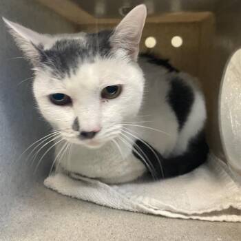Monge -  Domestic Short Hair Cat for Adoption in Pasadena, California - Monge | PetCurious