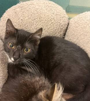 Mono -  Domestic Short Hair Cat for Adoption in Hudson, New York - Mono | PetCurious