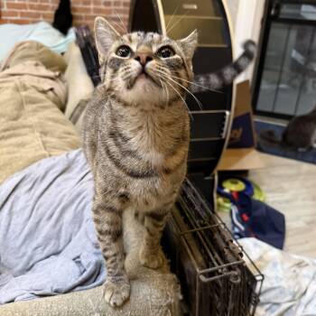 Honey -  Domestic Short Hair Cat for Adoption in Northwood, Ohio - Honey | PetCurious