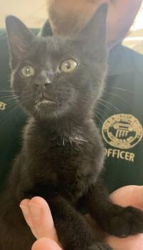 Winnie -  Domestic Short Hair Cat for Adoption in Conway, Arkansas - Winnie | PetCurious