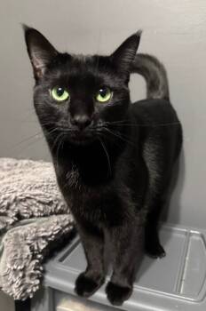 Rescue Domestic Short Hair Cats for Adoption - Mean Bean | PetCurious