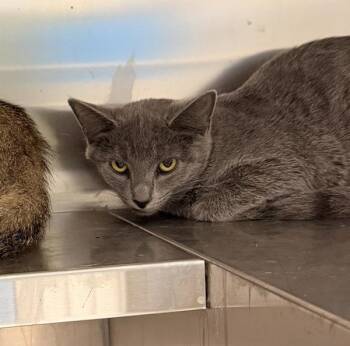Tiffunny -  Domestic Short Hair Cat for Adoption in Golden, Colorado - Tiffunny | PetCurious