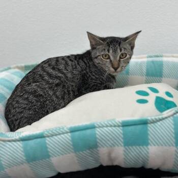 Lisa -  Domestic Short Hair Cat for Adoption in Newberg, Oregon - Lisa | PetCurious