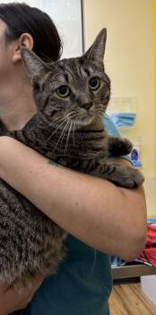 Pretzel -  Domestic Short Hair Cat for Adoption in Raleigh, North Carolina - Pretzel | PetCurious