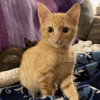 Brannon -  Domestic Short Hair Cat for Adoption in Roswell, Georgia - Brannon | PetCurious